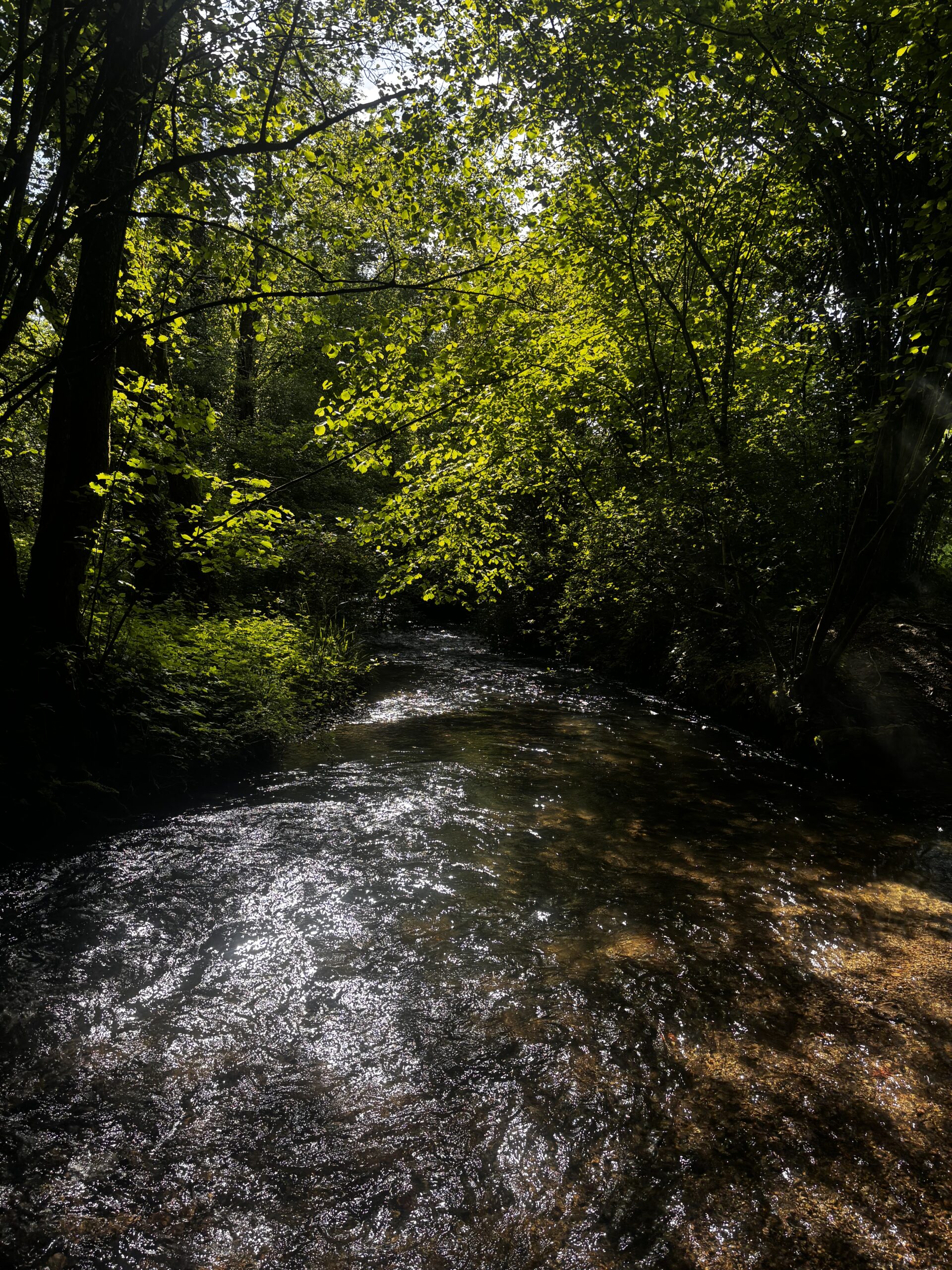Actions de terrain de l’AAPPMA de Voiron